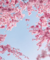 Seli - Tarot & Kartenlegen - Coaching - Medium & Channeling - Partnerschaft & Liebe - Beruf & Arbeitsleben