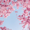 Seli - Coaching - Hellsehen & Wahrsagen - Partnerschaft & Liebe - Sonstige Bereiche - Medium & Channeling